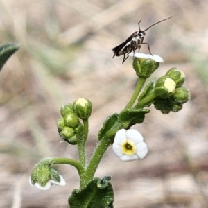 Hackelia suaveolens at Belconnen, ACT - 28 Oct 2023