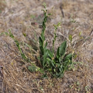 Hackelia suaveolens at Belconnen, ACT - 28 Oct 2023 03:32 PM