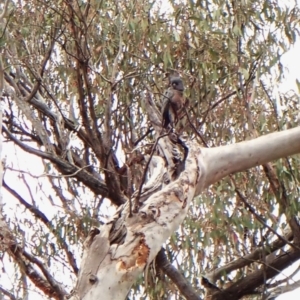 Callocephalon fimbriatum at Aranda, ACT - suppressed