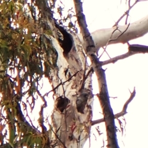 Callocephalon fimbriatum at Aranda, ACT - suppressed