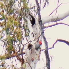 Callocephalon fimbriatum at Aranda, ACT - suppressed