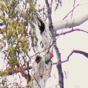 Callocephalon fimbriatum at Aranda, ACT - suppressed