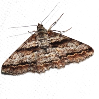 Gastrinodes bitaeniaria (Buff Bark Moth) at Canberra Central, ACT - 3 Nov 2023 by JohnBundock