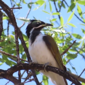 Entomyzon cyanotis at Farrer, ACT - 6 Nov 2023 11:30 AM