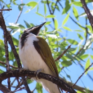 Entomyzon cyanotis at Farrer, ACT - 6 Nov 2023 11:30 AM