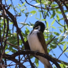 Entomyzon cyanotis at Farrer, ACT - 6 Nov 2023 11:30 AM