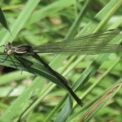 Zygoptera (suborder) (Damselfly) at Telopea Park (TEL) - 6 Nov 2023 by RobParnell