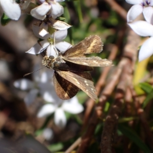 Taractrocera papyria at Murrumbateman, NSW - 5 Nov 2023 02:14 PM