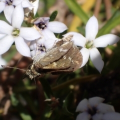 Taractrocera papyria at Murrumbateman, NSW - 5 Nov 2023