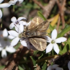 Taractrocera papyria at Murrumbateman, NSW - 5 Nov 2023