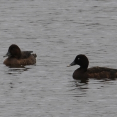 Aythya australis (Hardhead) at Wallaroo, NSW - 5 Nov 2023 by Paul@93