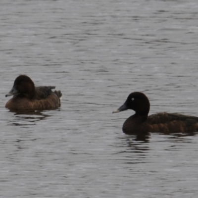 Aythya australis (Hardhead) at Wallaroo, NSW - 4 Nov 2023 by Paul@93