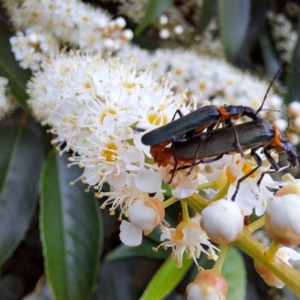 Chauliognathus lugubris at Watson, ACT - 6 Nov 2023