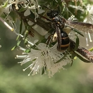 Lasioglossum (Australictus) peraustrale at Mount Annan, NSW - 20 Oct 2023 01:40 PM