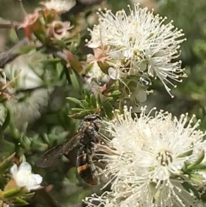 Lasioglossum (Australictus) peraustrale at Mount Annan, NSW - 20 Oct 2023