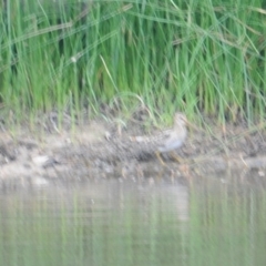 Gallinago hardwickii (Latham's Snipe) at Wallaroo, NSW - 4 Nov 2023 by Paul@93