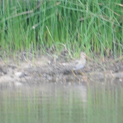 Gallinago hardwickii (Latham's Snipe) at Wallaroo, NSW - 5 Nov 2023 by Paul@93