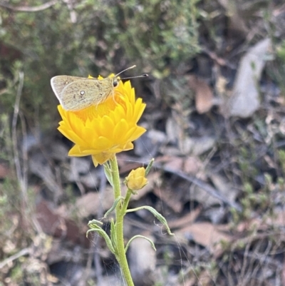 Trapezites luteus (Yellow Ochre, Rare White-spot Skipper) at Sutton, NSW - 5 Nov 2023 by UserWEVJjASp