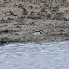 Charadrius melanops (Black-fronted Dotterel) at Wallaroo, NSW - 5 Nov 2023 by Paul@93