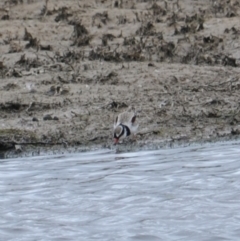 Charadrius melanops at Wallaroo, NSW - 5 Nov 2023