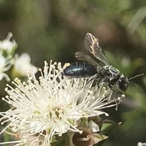 Apiformes (informal group) at Mount Annan, NSW - 20 Oct 2023 01:41 PM