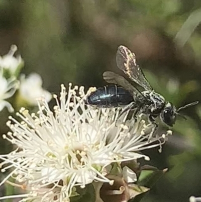 Apiformes (informal group) (Unidentified bee) at Mount Annan, NSW - 20 Oct 2023 by JudeWright