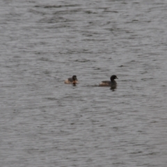 Tachybaptus novaehollandiae (Australasian Grebe) at Wallaroo, NSW - 4 Nov 2023 by Paul@93