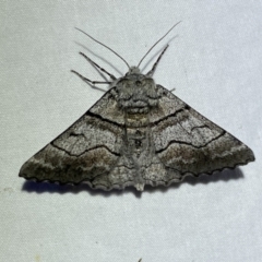 Hypobapta (genus) (A Geometer moth) at QPRC LGA - 6 Nov 2023 by SteveBorkowskis