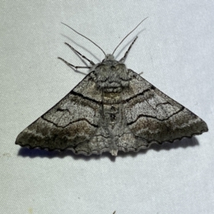 Hypobapta (genus) at Jerrabomberra, NSW - 6 Nov 2023