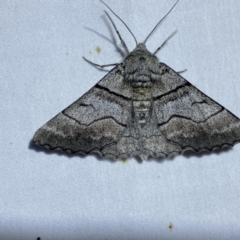 Hypobapta (genus) at Jerrabomberra, NSW - 6 Nov 2023