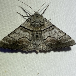 Hypobapta (genus) at Jerrabomberra, NSW - 6 Nov 2023