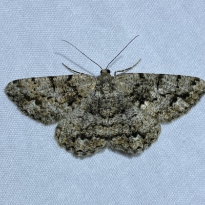 Unplaced externaria (Mahogany Bark Moth (formerly Hypomecis externaria)) at Jerrabomberra, NSW - 6 Nov 2023 by SteveBorkowskis