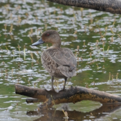 Anas castanea (Chestnut Teal) at Wallaroo, NSW - 5 Nov 2023 by Paul@93