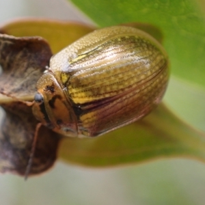 Paropsisterna cloelia at Murrumbateman, NSW - 5 Nov 2023 02:41 PM