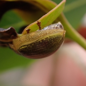 Paropsisterna cloelia at Murrumbateman, NSW - 5 Nov 2023 02:41 PM