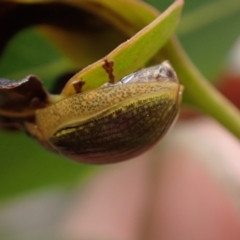 Paropsisterna cloelia at Murrumbateman, NSW - 5 Nov 2023