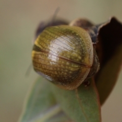 Paropsisterna cloelia at Murrumbateman, NSW - 5 Nov 2023 02:41 PM