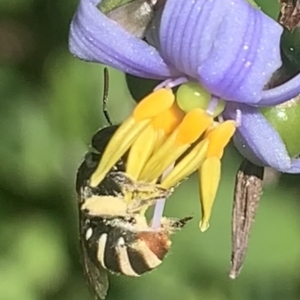 Lipotriches (Austronomia) phanerura at Dulwich Hill, NSW - 22 Oct 2023