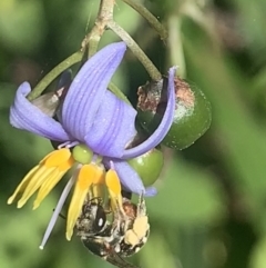 Lipotriches (Austronomia) phanerura at Dulwich Hill, NSW - 22 Oct 2023