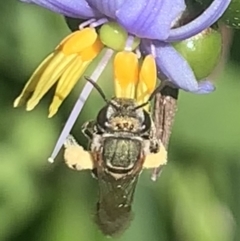 Lipotriches (Austronomia) phanerura at Dulwich Hill, NSW - 22 Oct 2023 10:12 AM