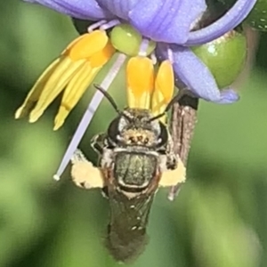 Lipotriches (Austronomia) phanerura at Dulwich Hill, NSW - 22 Oct 2023