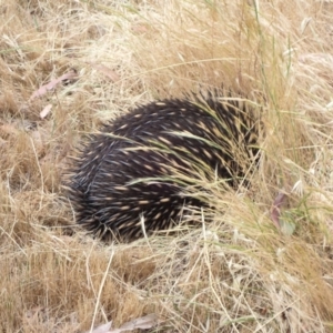 Tachyglossus aculeatus at Murrumbateman, NSW - 5 Nov 2023 01:43 PM