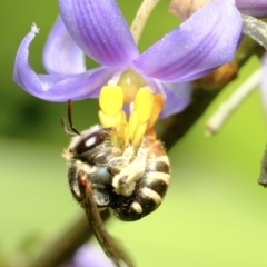 Lipotriches (Austronomia) phanerura (Halictid Bee) at Dulwich Hill, NSW - 3 Nov 2023 by JudeWright