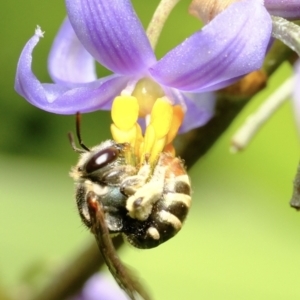 Lipotriches (Austronomia) phanerura at Dulwich Hill, NSW - 3 Nov 2023