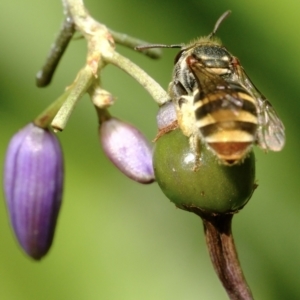 Lipotriches (Austronomia) phanerura at Dulwich Hill, NSW - 3 Nov 2023