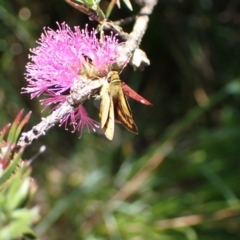 Ocybadistes walkeri (Green Grass-dart) at Murrumbateman, NSW - 6 Nov 2023 by SimoneC