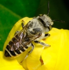 Megachile (Eutricharaea) serricauda (Leafcutter bee, Megachilid bee) at Dulwich Hill, NSW - 3 Nov 2023 by JudeWright