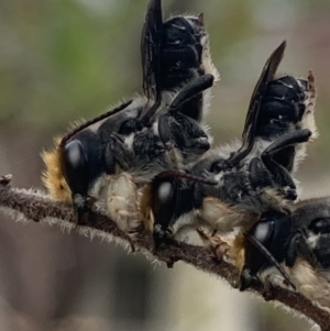 Megachile lucidiventris at Dulwich Hill, NSW - 4 Nov 2023