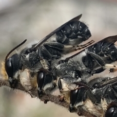 Megachile lucidiventris at Dulwich Hill, NSW - 4 Nov 2023