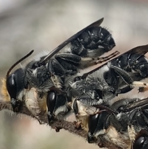 Megachile lucidiventris at Dulwich Hill, NSW - 4 Nov 2023 07:12 AM